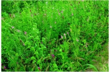 GreenMix Multi 20kg