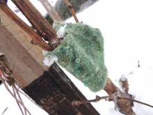 Dravý roztoč - Typhlodromus Pyri 25 pásov