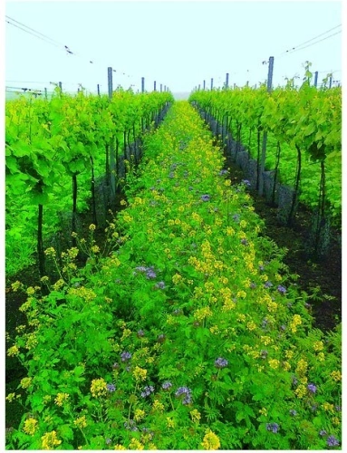 GreenMix economy 20kg